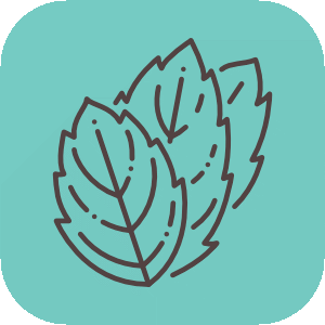 Menthe